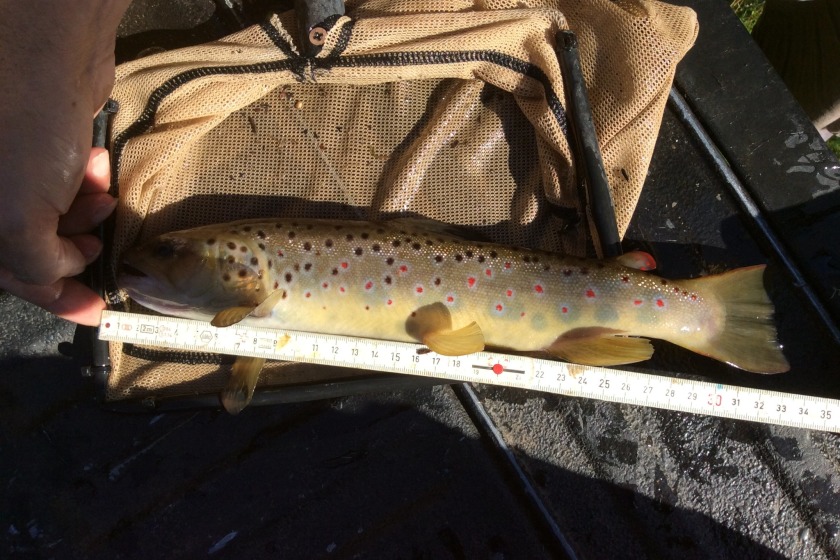 One of the rescued fish (Photo: DEFA) 