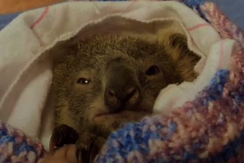 A rescued baby koala - Credit: Sky News