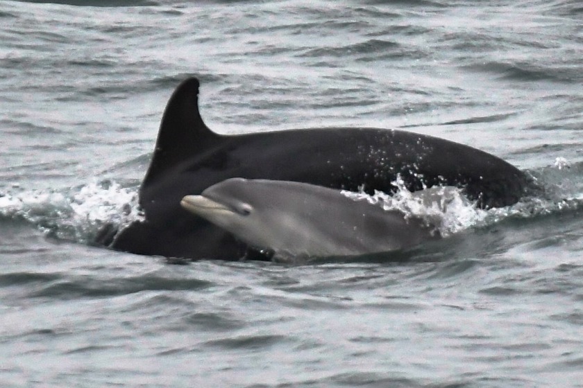 Credit: Brian Liggins/Manx Whale and Dolphin Watch (Facebook)