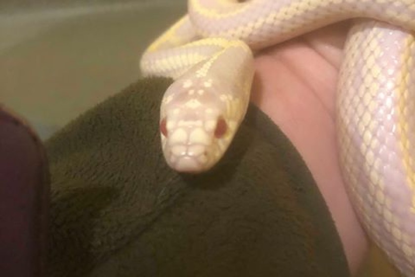 The albino king snake needs reunited with its owner. Credit: Dave Kelly